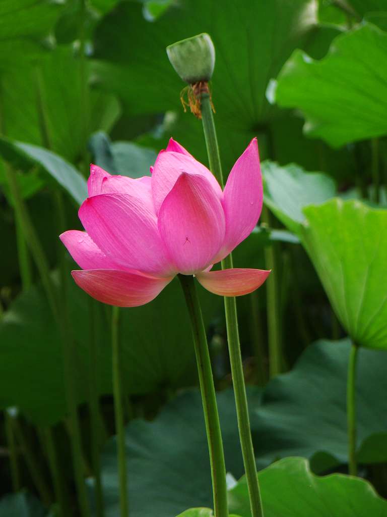 DSC046.jpg