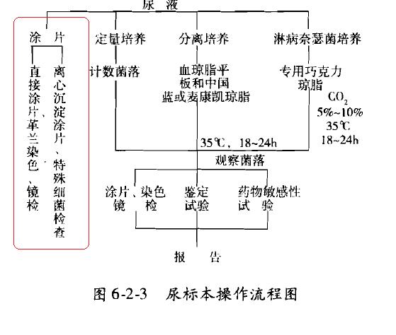 《规程》尿培养的涂片2.jpg