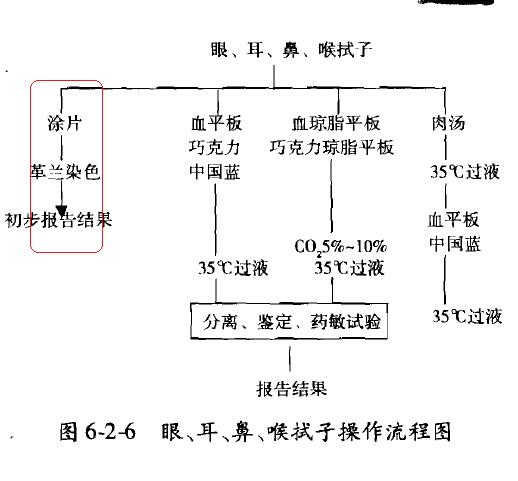 《规程》眼、耳、鼻咽拭子培养的涂片2.jpg