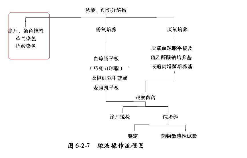 《规程》脓培养的涂片2.jpg