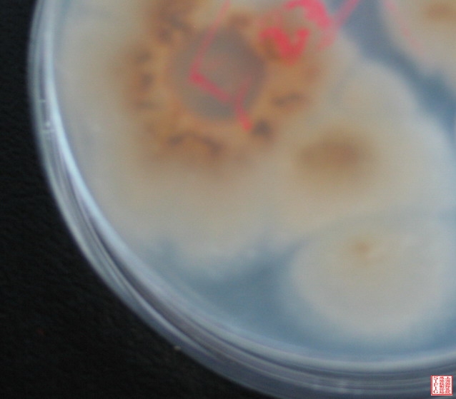 菌落背面观(PDA平板大约1W)