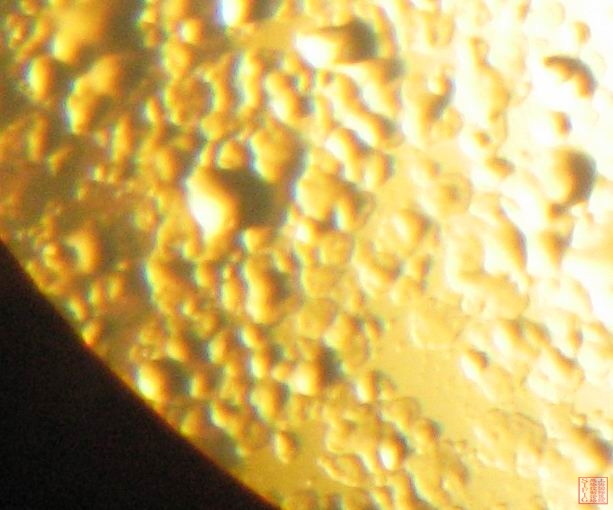 MAC菌落（菌落薄而湿，镜下呈水滴状，放置时间长出现黄色色素）1.JPG