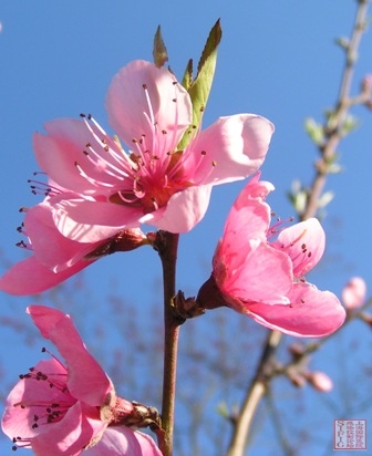 屋后的桃花