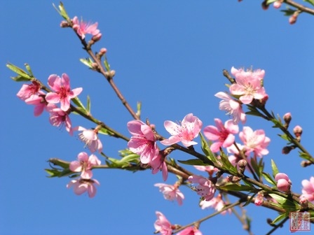 屋后的桃花