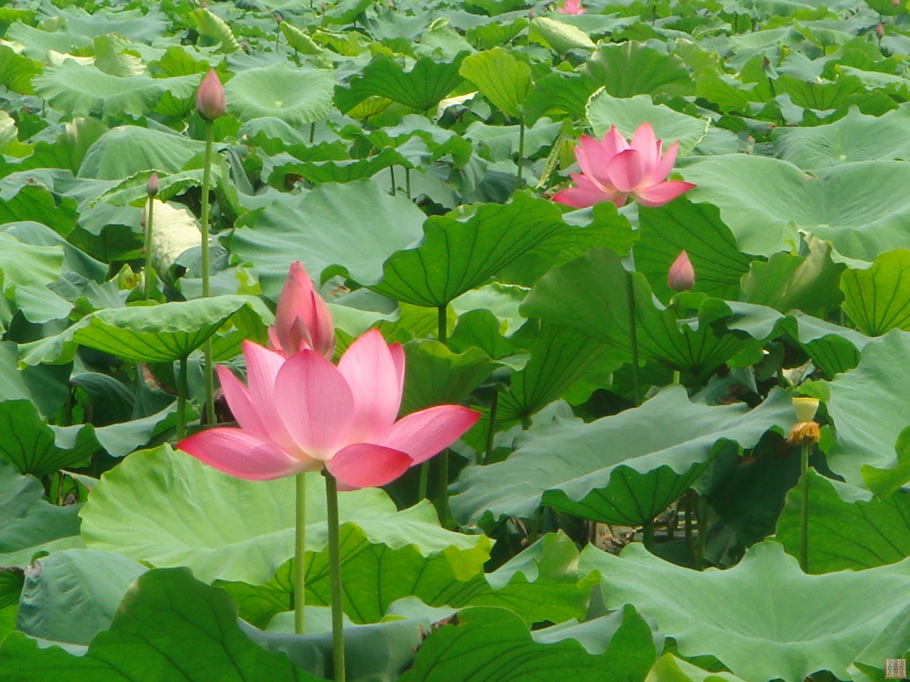 映日菏花别样红