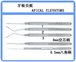 牙根尖挺.jpg