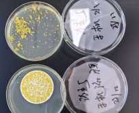 口腔科牙椅水微生物