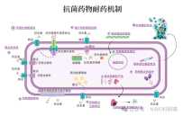 一图读懂抗菌药物耐药机制