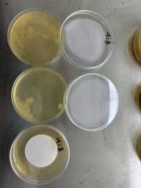 水监测采样出来霉菌，院感科该怎么处理